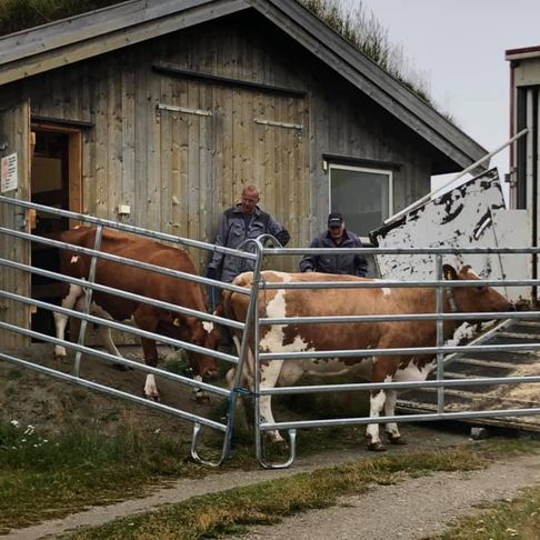 Kuene får gå ut igjen etter endt melkeoppdrag